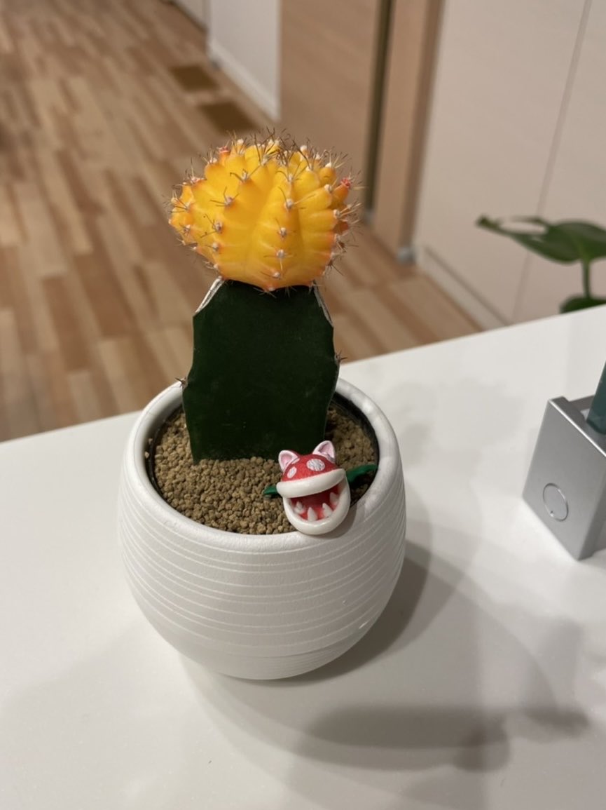 kanp0707's tweet photo. サボテン🌵とパキラが仲間入りしたよ🤭 https://t.co/QqAmagJ3L0