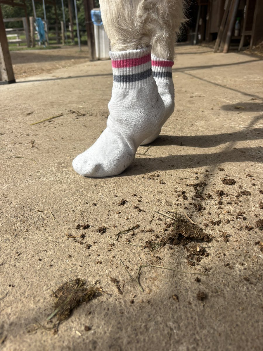 horsecaregarden's tweet photo. 今日のカエちゃん
つま先立ちしてるように見える🤭
ちょうどかかとに球節が収まった
日頃はちゃんと関節がちゃんと動くように靴下は下ろして履いてます👍
#今日の靴下
#馬の靴下
#ありがとう
履いたよ https://t.co/YiGupLG8f9
