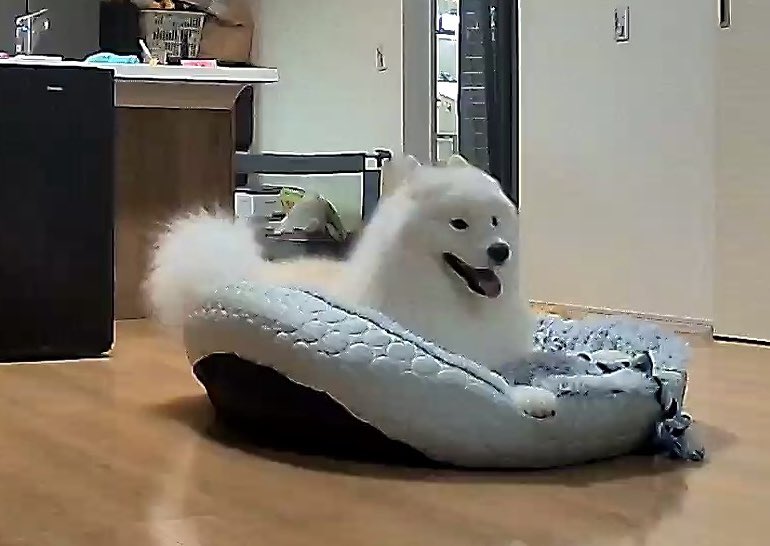 kohaku_Samoyed's tweet photo. ひとりで寂しがってると思ったら
意外とくつろいでた https://t.co/YJlPP6EQEY