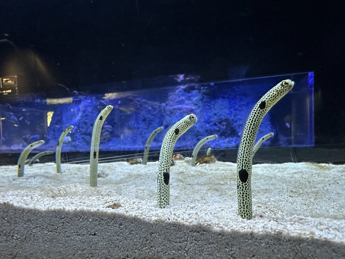 zero246fd's tweet photo. すみだ水族館行ってきた( ¯•ω•¯ )
⊂(`O´ ⊂    )<さかなー│('∀' )│〜〜ﾁﾝｱﾅｺﾞｰ!
#すみだ水族館 https://t.co/GTeOOZ6M9v