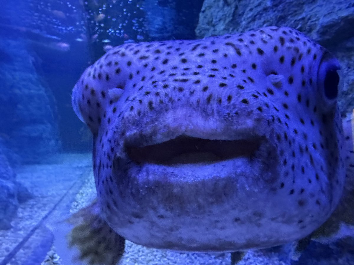 zero246fd's tweet photo. すみだ水族館行ってきた( ¯•ω•¯ )
⊂(`O´ ⊂    )<さかなー│('∀' )│〜〜ﾁﾝｱﾅｺﾞｰ!
#すみだ水族館 https://t.co/GTeOOZ6M9v