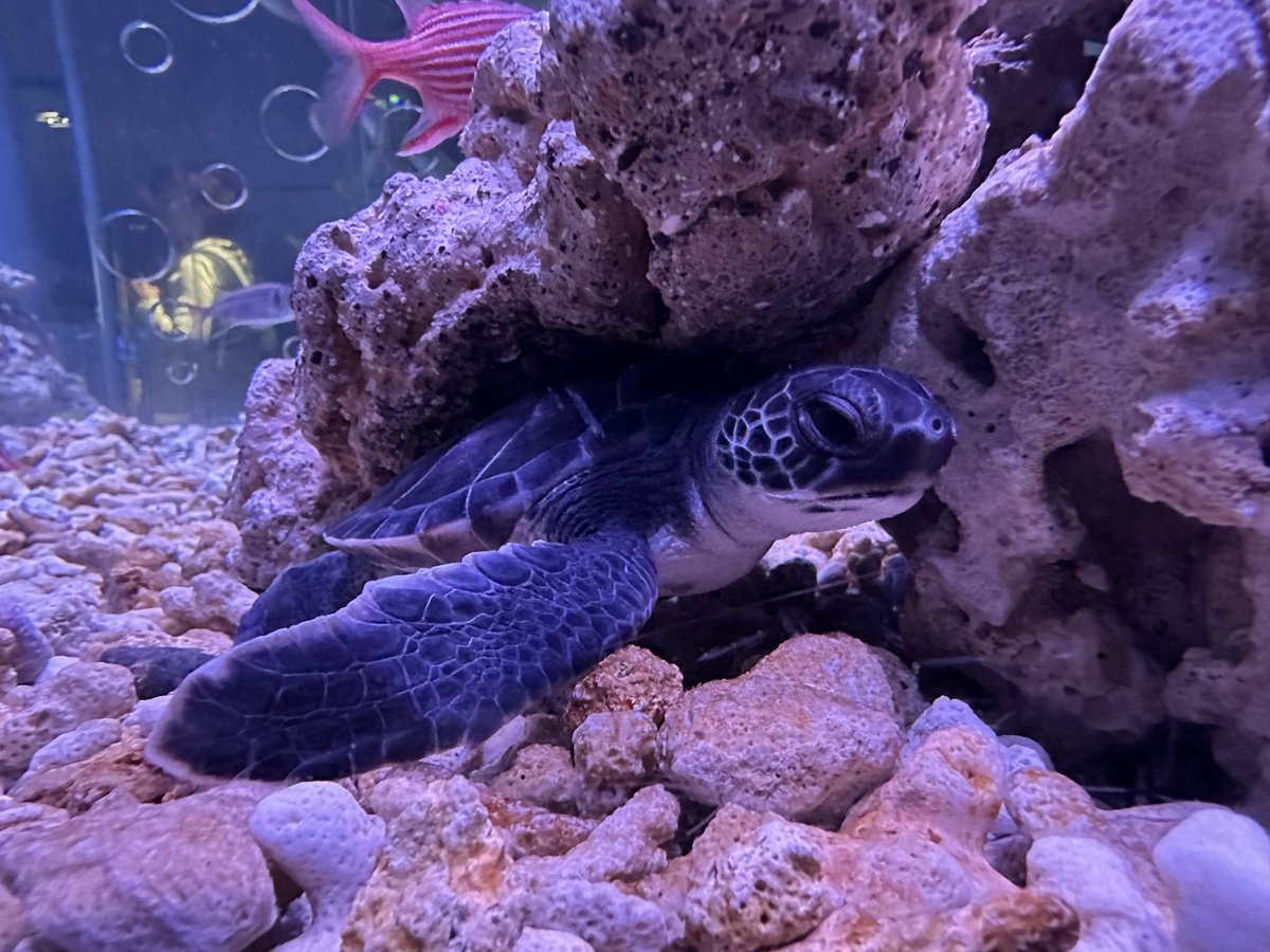 zero246fd's tweet photo. すみだ水族館行ってきた( ¯•ω•¯ )
⊂(`O´ ⊂    )<さかなー│('∀' )│〜〜ﾁﾝｱﾅｺﾞｰ!
#すみだ水族館 https://t.co/GTeOOZ6M9v