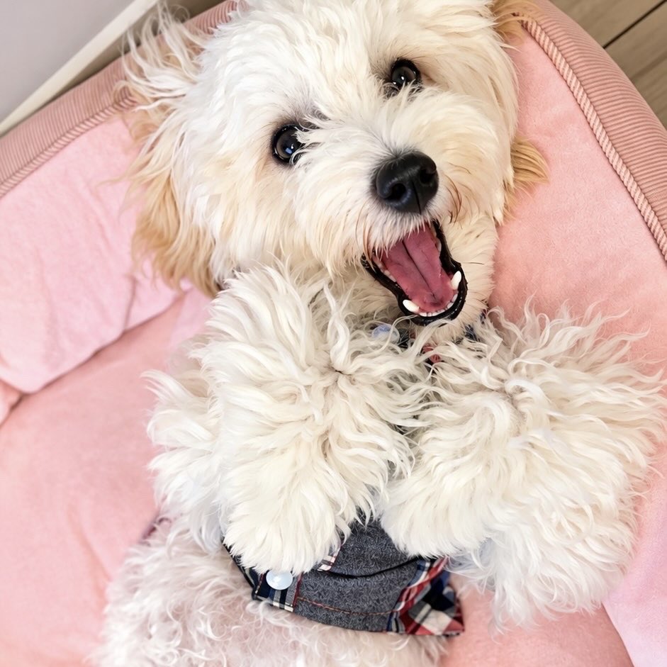 hitomin_ange's tweet photo. 愛犬Noelが「わんわん総選挙！予選」に参加します🩷
10/9(金)12:00〜投票開始です🗳️
よかったら応援していただけると嬉しいです🥰

投票はこちら👇
https://t.co/FI2TmxzOZm

#わんわん総選挙 @monthlywankoAD
#paton https://t.co/aSkJv3D8g7