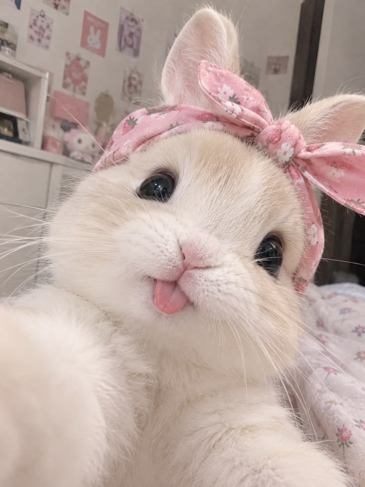 popularrabbit's tweet photo. I need a beautiful name for this bunny....? https://t.co/btAoNB6bs4