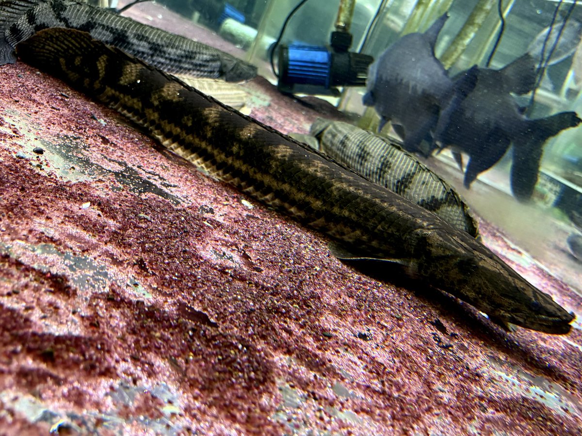AQUASTYLEG's tweet photo. Po.sp.ナイジェリア60up
¥120,000 → 40%OFF →¥72,000

https://t.co/bYBbFMKbaD

ストックしてる内に1段階、2段階と
どんどんよくなっていってるんですが
なんかドーピングでもしてるん？！て
思ってまうくらいには良い更新してくれてる個体です✨️
しかもこのサイズではかなりオトクな価格帯🙆‍♀️
価格よりも個体の素晴らしさに目を向けてほしいですが😉
加工は基本しませんが加工無しでこれは…(◦ˉ ˘ ˉ◦)🫰💞
sp.は1匹1匹色柄が被ることがないので
楽しめますがこのサイズ、この渋さだと
【水槽内の精鋭部隊の1匹】にもいいですよ✨️