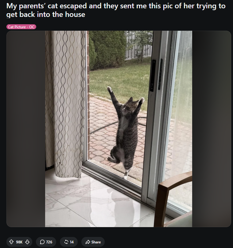 devpoor0x's tweet photo. MOST VIRAL CAT ON REDDIT RIGHT NOW

A cat named Leo just hit 100K+ upvotes after the owner’s parents sent a pic of him after he escaped.

Comment section is already full of memes, and the photo is the type of image that prints nonstop edits.

This is exactly the kind of random animal that sends hard once it leaves Reddit.

Reddit: https://t.co/aNvevlUCaQ