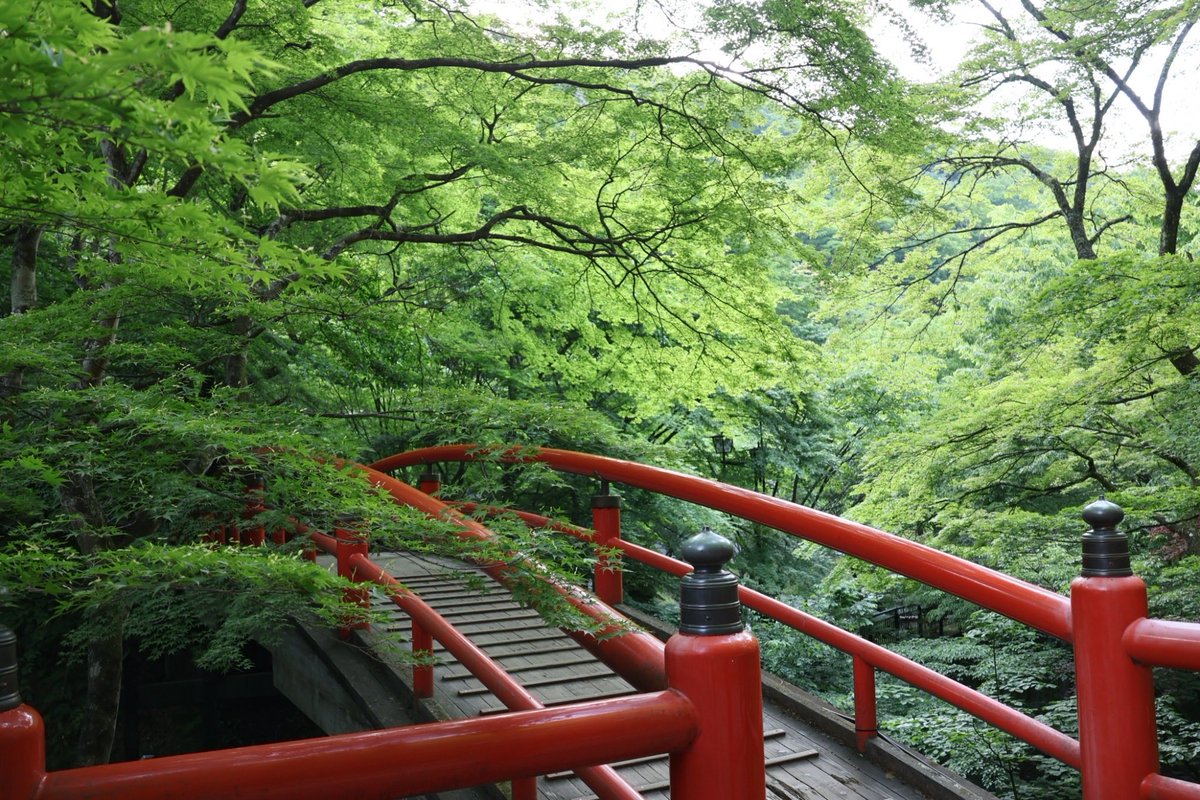 EcchanWorks's tweet photo. 伊香保温泉で見つけた景色。🌿

緑の中に佇む、赤い河鹿橋。

自然の緑と橋の鮮やかな色が印象的でした📷

旅先で出会った、心に残る一枚。

📍伊香保温泉・河鹿橋

#EcchanWorks #河鹿橋 #伊香保温泉 #群馬���行 #写真好きな人と繋がりたい https://t.co/yjVt1ZcaZ3