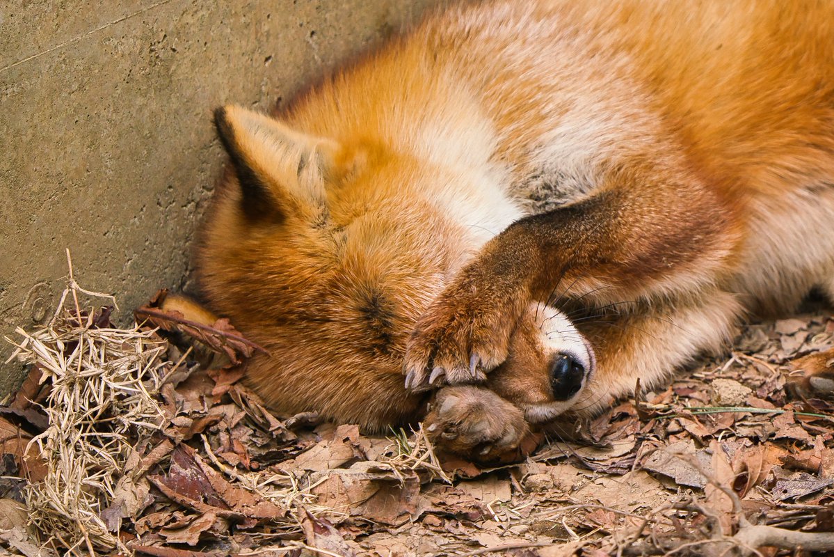 z9kE9zzNT16Iz31's tweet photo. 2023年4月22日　盛岡市動物公園ZOOMO
「ホンドキツネ-はっさく」 
いないいない～～・・・ばあっ！🦊 https://t.co/nU0V5Si1gB