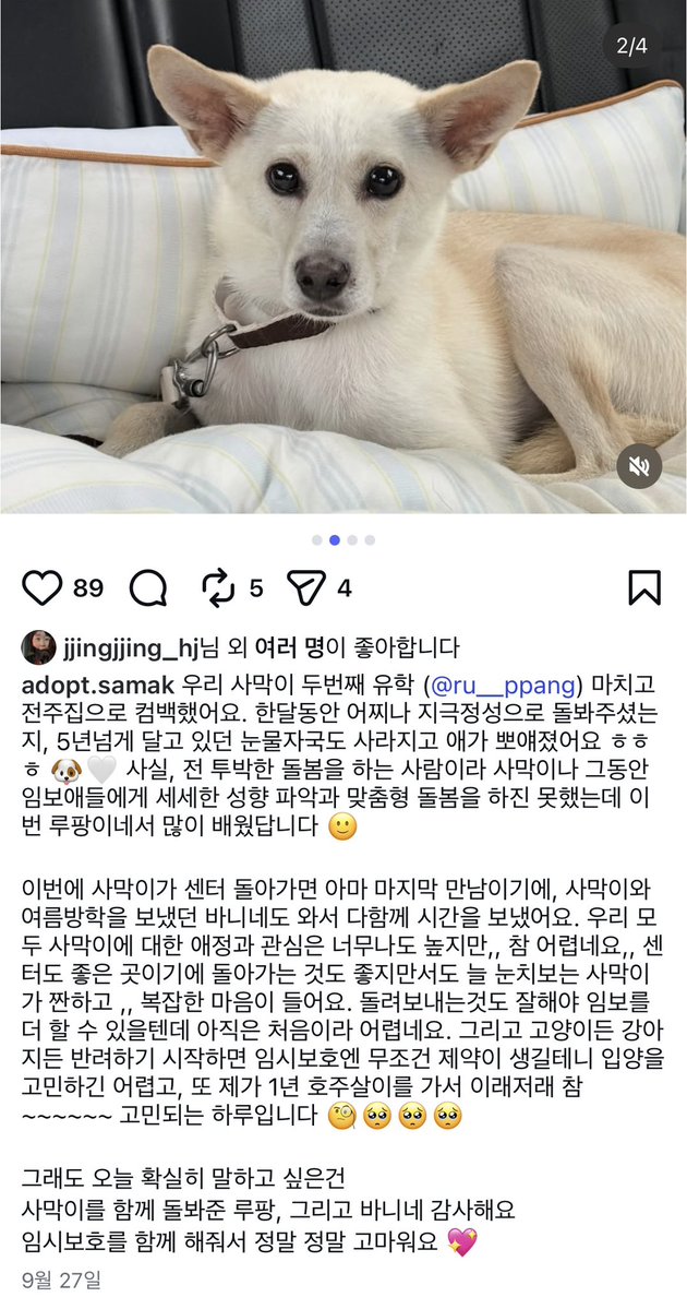 SiO2Lee's tweet photo. 보호소에서 대부분의 생을 살다가 안락사 직전에야 임시보호를 위해 나온, 그러나 10월 중순이면 다시 보호소로 가야 하는 사막이입니다. 가족이 되어주실 분을 찾습니다.
연락은 인스타그램 DM https://t.co/fbhn484UaK https://t.co/u7nBd6aieU