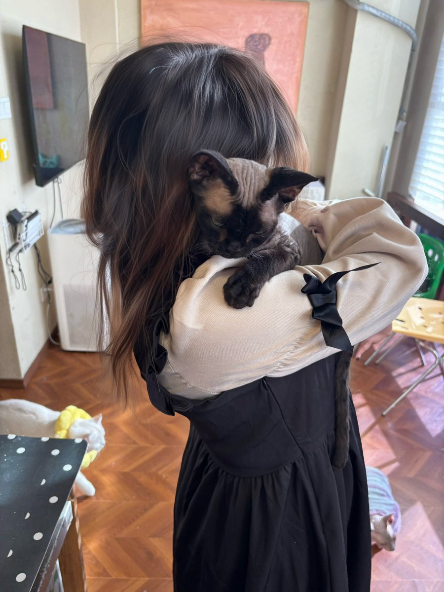 namida99T_T's tweet photo. 猫猫 https://t.co/dEdkjwZtJy