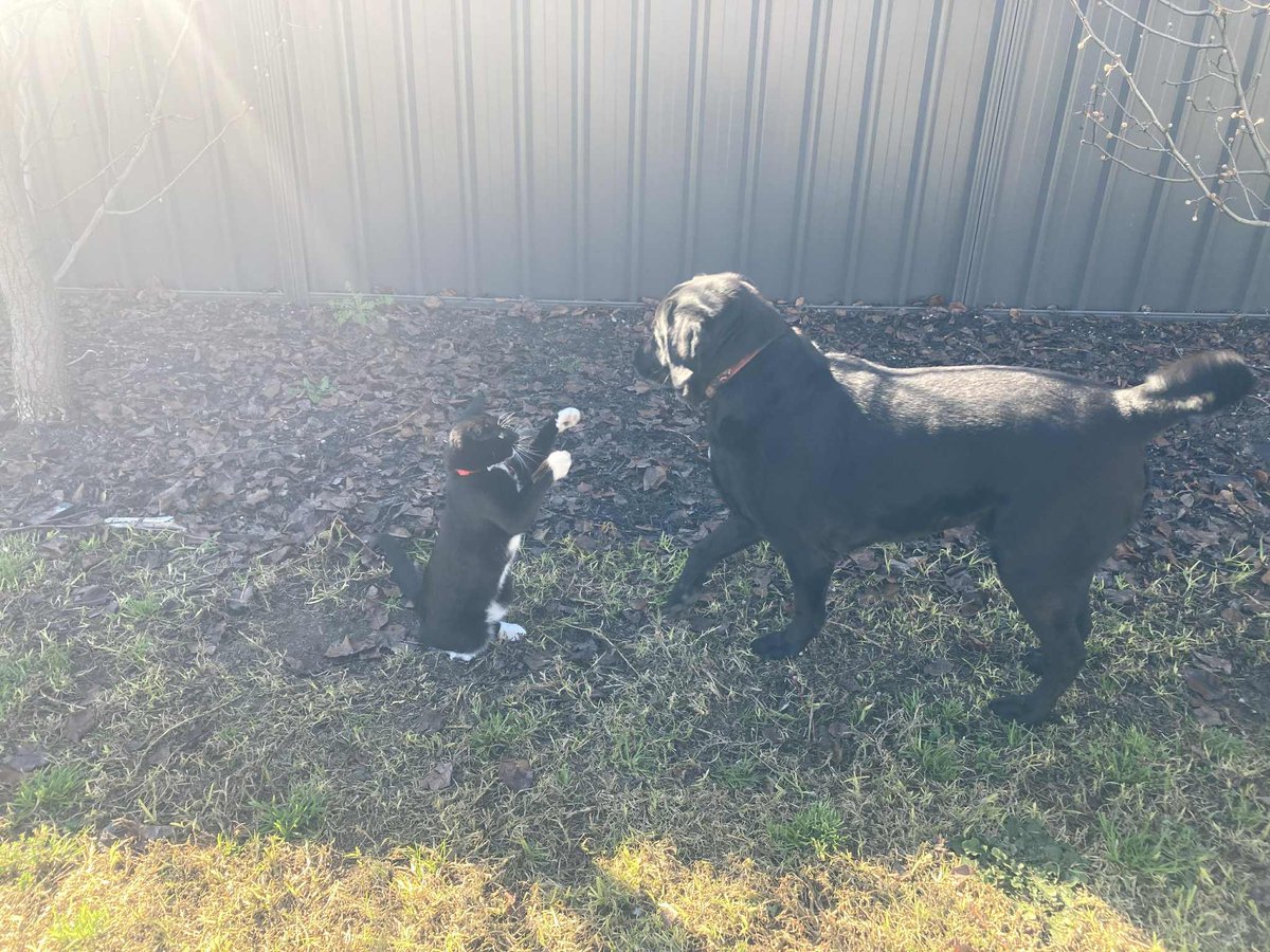 CricketthatsCat's tweet photo. HE FIGHTS DOGS https://t.co/VI5Xzt7cwR