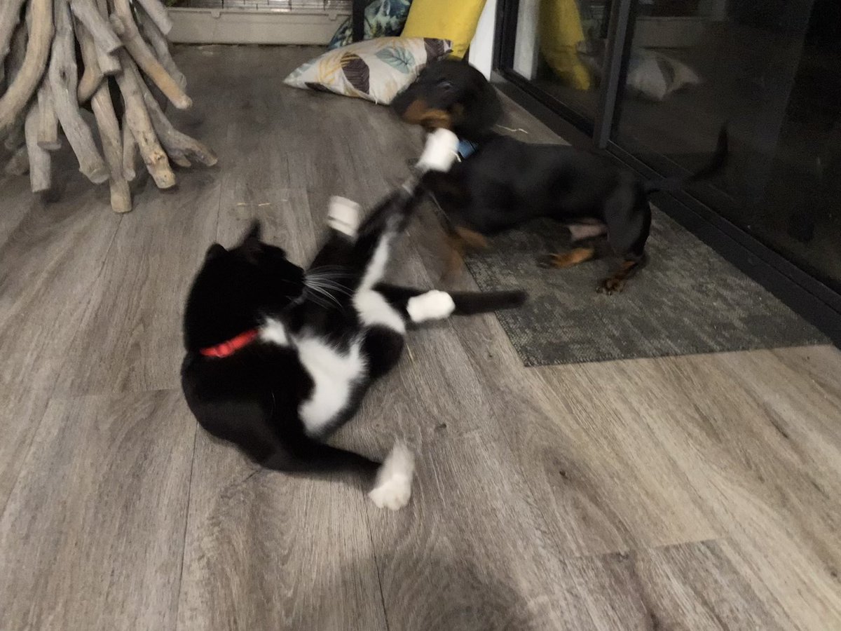 CricketthatsCat's tweet photo. HE FIGHTS DOGS https://t.co/VI5Xzt7cwR