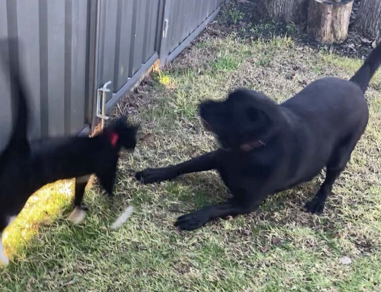 CricketthatsCat's tweet photo. HE FIGHTS DOGS https://t.co/VI5Xzt7cwR