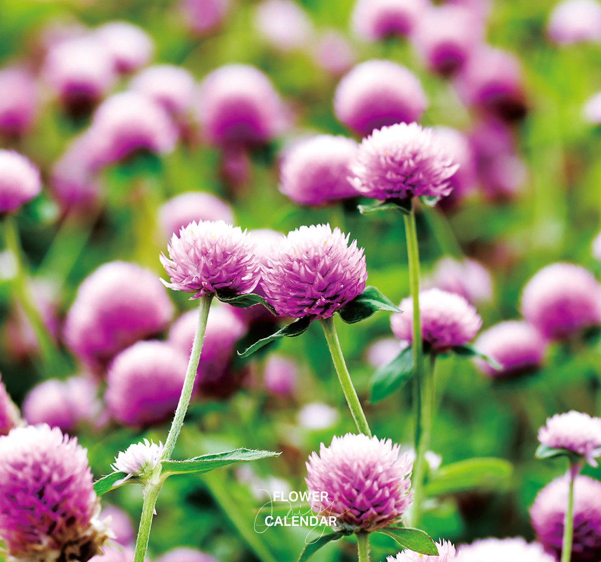 543life's tweet photo. センニチコウ｜花の日めくり

花言葉「色あせぬ愛」

7〜9月に小花が咲き、フラワーアレンジメントでも人気です。
花弁のように見えるのは苞（ほう）と呼ばれる変形した葉で、名前はサルスベリ（百日紅）より花期が長いことが由来です。

▼暦生活｜日本の季節を楽しむ暮らし｜365日、毎日暦のお話をお届けします♪
https://t.co/xJV2YNFkYT