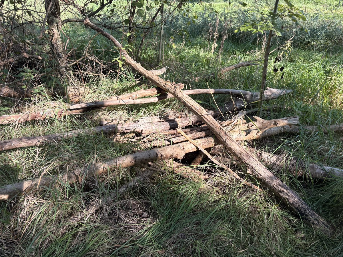 SaskiaHeijden's tweet photo. 1 vonkje 🔥 en dit hele bos gaat in vlammen op.
Bewust beleid!
Geen klimaatverandering!
Staatsbosbeheer en rijkswaterstaat creëren brandhaarden door omgevallen bomen als lucifershout te stapelen

Solar Radiation Management (SRM)
Versterkt de zonkracht waardoor bosbranden ontstaan https://t.co/6rZSQH1BRM