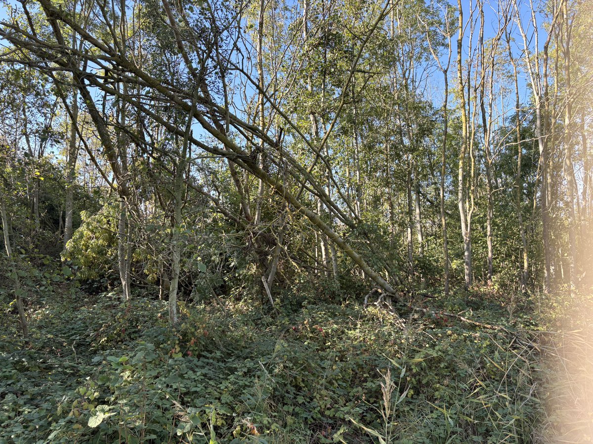 SaskiaHeijden's tweet photo. 1 vonkje 🔥 en dit hele bos gaat in vlammen op.
Bewust beleid!
Geen klimaatverandering!
Staatsbosbeheer en rijkswaterstaat creëren brandhaarden door omgevallen bomen als lucifershout te stapelen

Solar Radiation Management (SRM)
Versterkt de zonkracht waardoor bosbranden ontstaan https://t.co/6rZSQH1BRM
