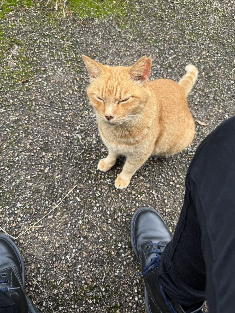 Radio_Beats's tweet photo. ねこさん https://t.co/9xRTK89l3A