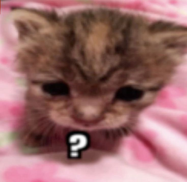 thumpercatt's tweet photo. me when my friends talk ab league. im so confused. https://t.co/BCpvS1IkOr