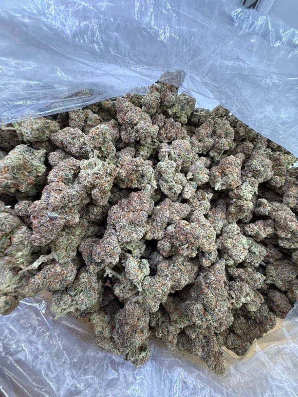 GreenDistrmqqt's tweet photo. Glitter bomb bigs 
Exotic pungent nose 

£500 a Pound 

DM https://t.co/E2IGWLoBO9
TO ORDER https://t.co/tIUApw3h0q