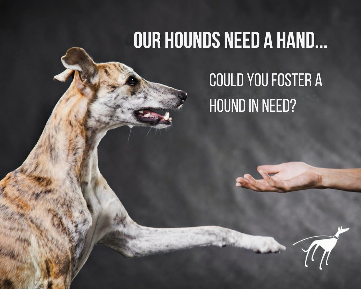 ForeverHoundsUK's tweet photo. Could you foster a hound? 🐾 We need new foster homes across the South West &amp; surrounding areas. We’re looking for confident, physically able people who can handle larger, stronger or energetic hounds, including dogs strong on the lead. Find out more: https://t.co/oIEM7gl4OO https://t.co/UJg67AHn8G