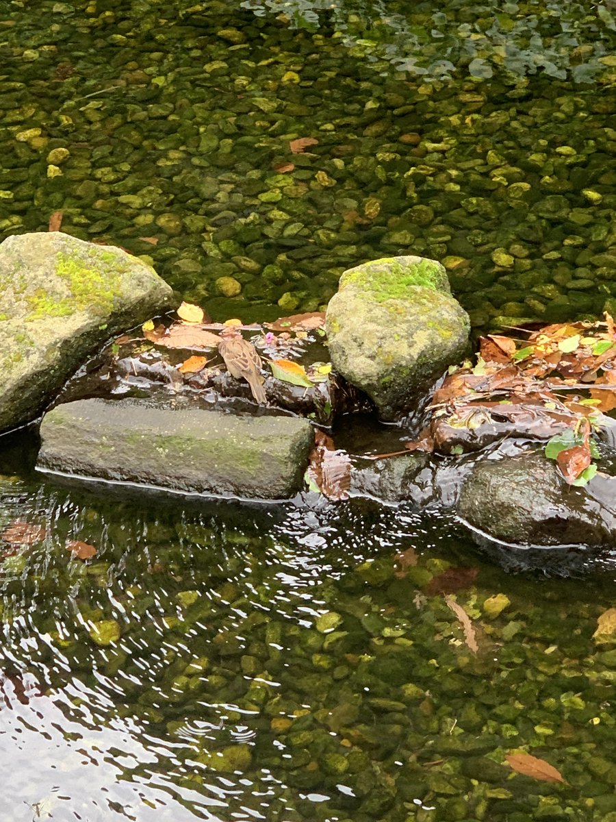AIandsalty's tweet photo. 📖烏山川緑道のおはなし

覚えきれないほどたくさんの花に出会える緑道🏞️

そのせせらぎには落合水再生センターで高度に濾過された下水が再利用されています☺️

リサイクルの過去・現在・未来の記事でも取り上げましたが、下水は私たちの身近な場所で再利用されています https://t.co/kHPl59tSXb