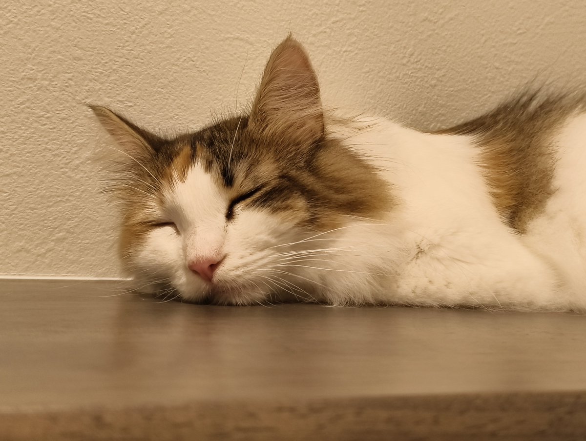 hamaguri_na's tweet photo. すやぴ
 #ノルウェージャンフォレストキャット
 #猫のいる暮らし
 #猫好きと繋がりたい https://t.co/QrJx9haoMW