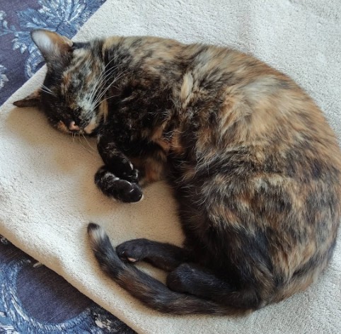 MissingTarn81's tweet photo. 07.10.26 Perdue chatte écaille de tortue à Castres (vers Square de Roulandou). Contact : https://t.co/aLYfDDdqNt #Tarn #chat https://t.co/X62dsNc9TH