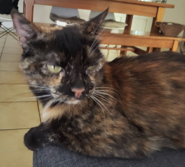 MissingTarn81's tweet photo. 07.10.26 Perdue chatte écaille de tortue à Castres (vers Square de Roulandou). Contact : https://t.co/aLYfDDdqNt #Tarn #chat https://t.co/X62dsNc9TH
