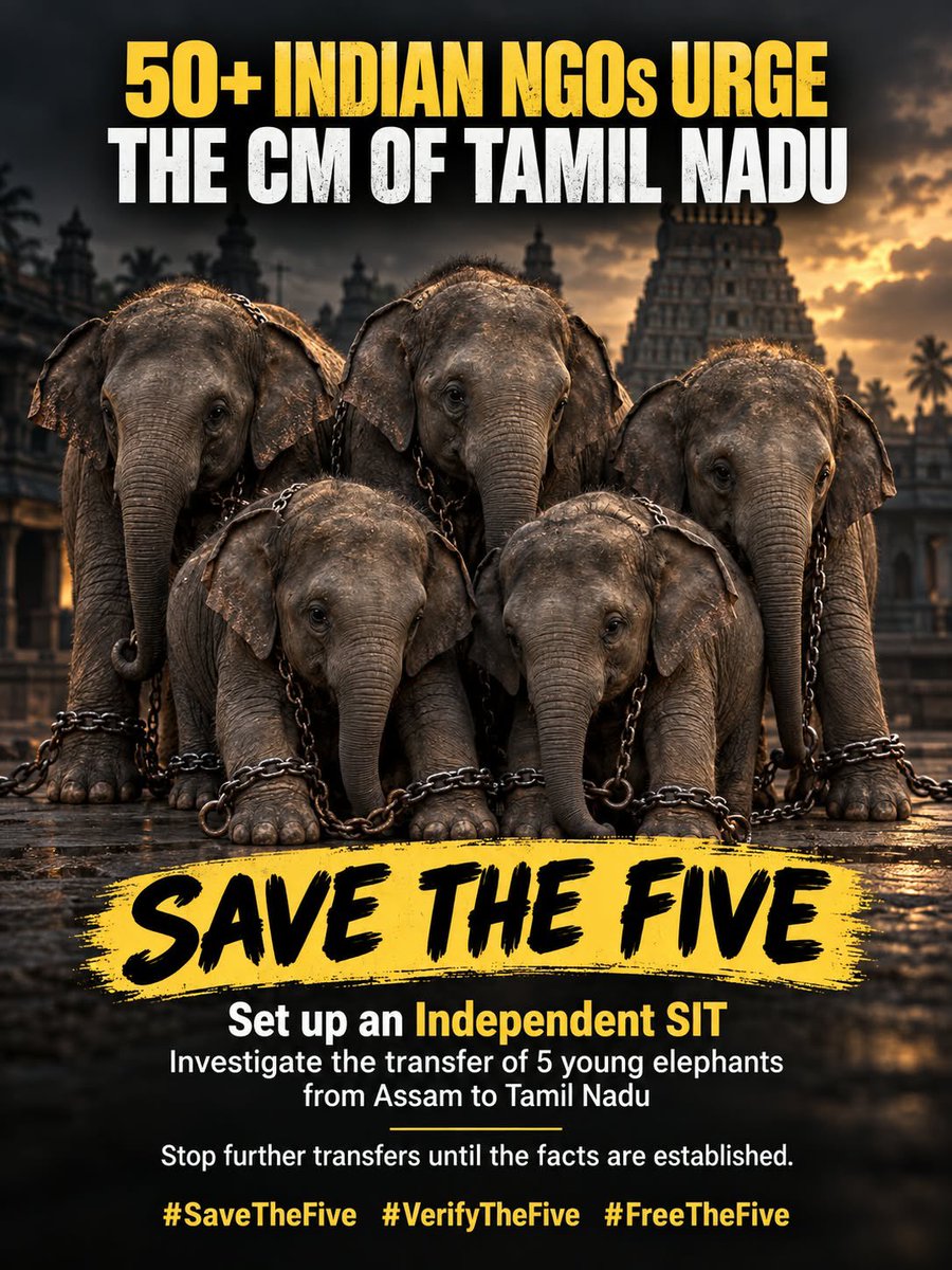 PFCII's tweet photo. 53 ANIMAL WELFARE NGOs APPEAL TO THE CM OF TAMIL NADU !!
We, 50+ NGOs have come together to urge the Hon’ble Chief Minister of Tamil Nadu to constitute an independent Special Investigation Team (SIT) or high-level fact-finding committee into the transfer of five young elephants — Durga, Rupsing, Shiva, Hiralal and Bijuli — from Assam to Tamil Nadu temples.
The joint appeal raises serious questions about:
• Ownership and age records
• Possible trade disguised as “gift” or “donation”
• Doubtful paperwork and certificates
• Possible signs of wild capture
• The 3,000-km journey and alleged cruelty in transit
• Compliance with Tamil Nadu’s captive-elephant rules
• The use of these young elephants in temple rituals and processions
We are asking the Government to investigate first — before more young elephants are transferred.
THE 53 ORGANISATIONS
1. People for Cattle in India (PFCI)
2. Blue Cross of India
3. Humane Animal Society (HAS)
4. Walking Eye Foundation for Animal Advocacy
5. Green Manas
6. WARCO
7. Heritage Animals Task Force
8. Wildlife Rescue & Rehab Centra
9. South Bangalore Cares
10. Praana Animal Foundation
11. We Save Animals Welfare Trust
12. Birds of Paradise Foundation
13. Saibaba Memorial Animals Rescue Trust
14. IRVINE AES
15. Madras Animal Rescue Society
16. Jeev Raksha Animal Welfare Trust
17. Janice Smith Animal Welfare Trust
18. Happy Animals Association
19. Oneness
20. Mylos Foundation
21. Animal Liberation Now
22. Voice Of Voiceless
23. Let’s Live Together Charitable Trust
24. Help for Animals Society
25. Animal Lives Are Important
26. CJ Memorial Trust
27. Centre for Research on Animal Rights
28. CARE
29. Saha Arthin
30. People For Animals Mysore
31. Aastha Animal Hospital Foundation
32. Sarvodaya Sevabhavi Samstha
33. Sarvodaya Truth
34. Vanam Trust
35. Yaamie Foundation
36. PFA Hyderabad and Secunderabad
37. All Creatures Great & Small
38. Heaven For Animals
39. United Conservation Movement
40. Visaka SPCA
41. Beauty Without Cruelty (BWC)
42. Bark India Charitable Trust
43. SAGE Foundation
44. Arudra for Animals & Environment Foundation
45. United Conservation Movement
46. AASRA
47. Breath Animal Rescue Home
48. Environment Conservation Group
49. Sanghamitra Animal Foundation
50. Bhairawa Animal Welfare Trust
51. Holy Mariam Animal Shelter Foundation Trust
52. Animal Care Trust
53. PFA Bengaluru
We urge the Tamil Nadu @cmotamilnadu to: Investigate. Verify. Protect.
SAVE THE FIVE.
#SaveTheFive #VerifyTheFive
#NoElephantsInTemples #StopElephantCaptivity
#SaveIndianElephants #NoElephantsInTemples