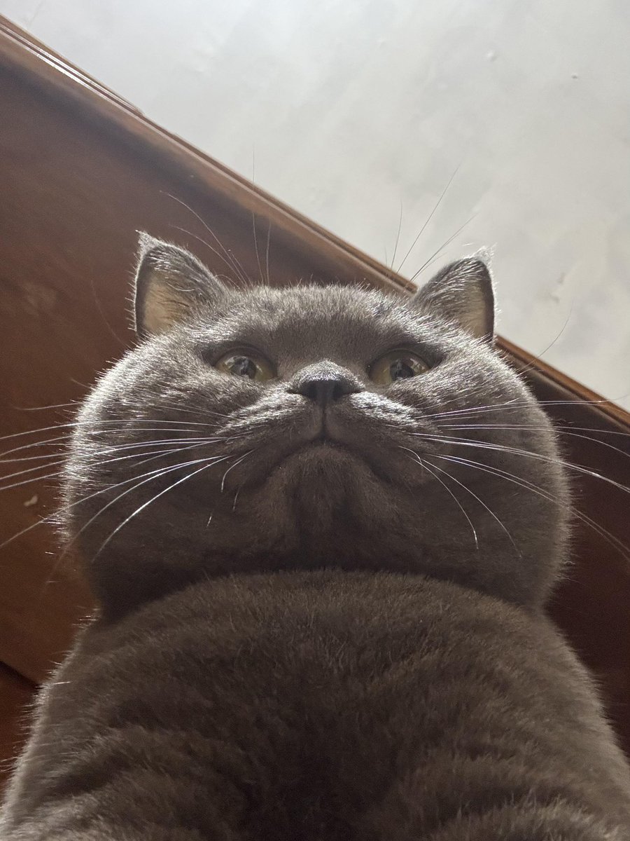 nocontextscats tweet picture