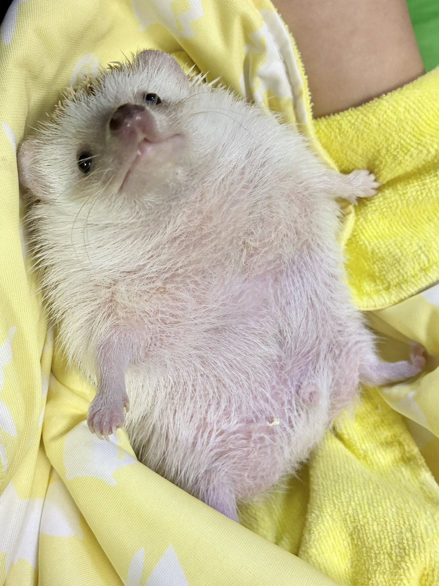Dietrich_R's tweet photo. 突っ張る🦔 https://t.co/Y2I5WiZzqA