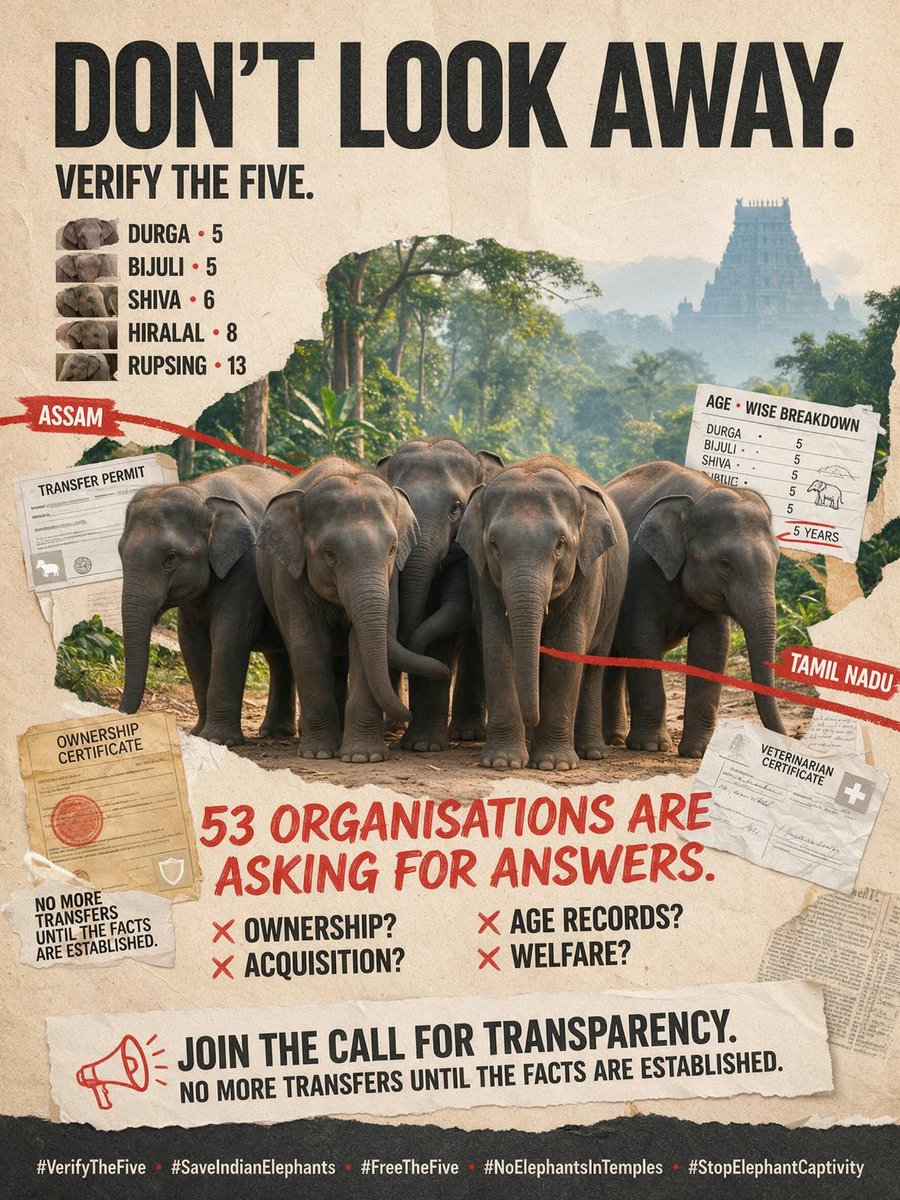YSaghal's tweet photo. Durga, Bijuli, Shiva, Hiralal and Rup sing were moved from Assam to temples and religious institutions in Tamil Nadu. Now 53 animal welfare, wildlife and conservation organisations are asking the state government for answers.

Were these five young elephants gifted, donated or bought? Do their ownership, age and transfer records match? Were their health and welfare independently assessed?

Verify the five before allowing any more transfers. Their lives deserve accountability.

#VerifyTheFive #SaveIndianElephants #NoElephantsInTemples #EndElephantCaptivity