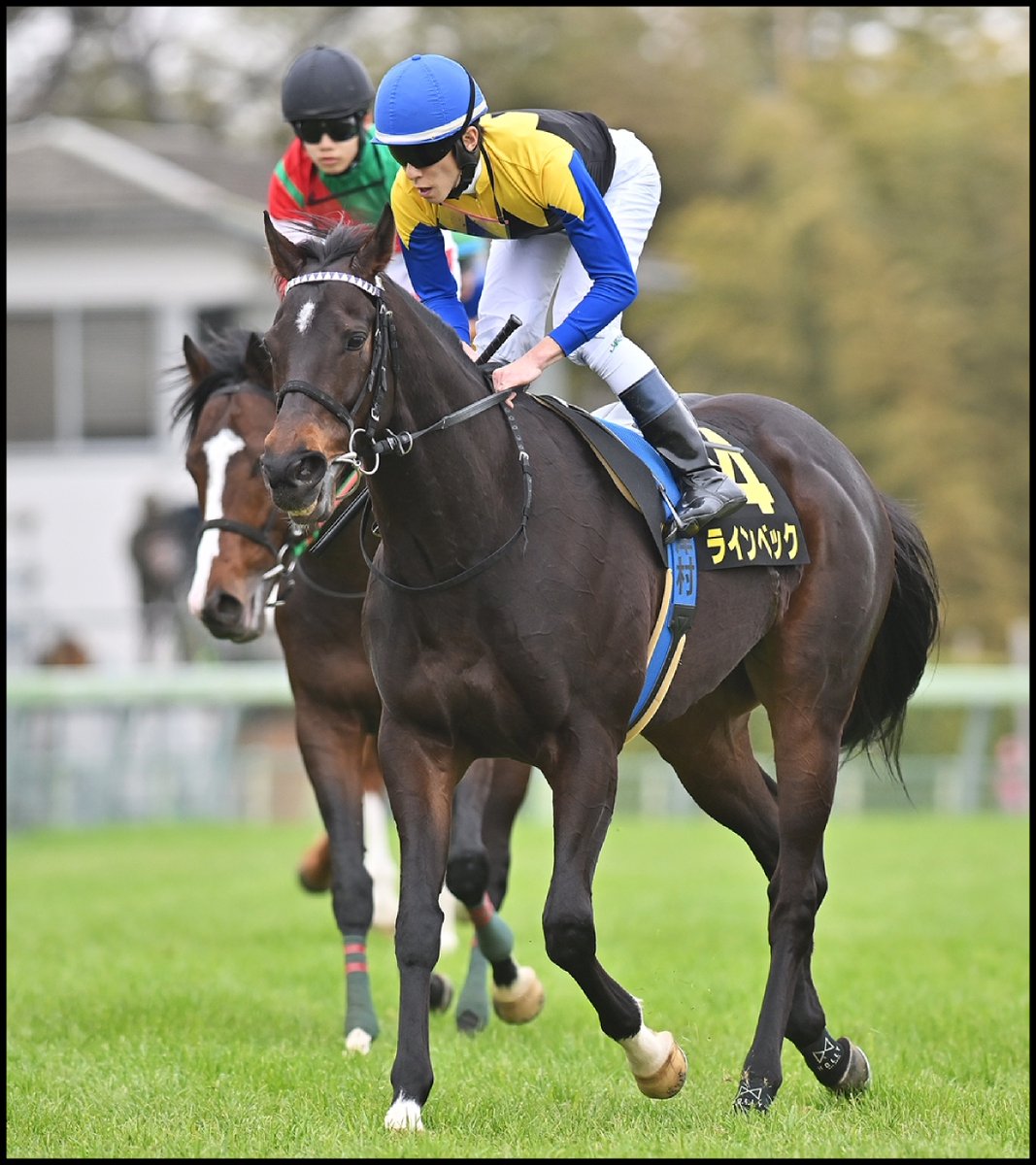 netkeiba's tweet photo. 【お疲れ様でした】
9歳馬ラインベックが本日付で競走馬登録を抹消されました。

父ディープインパクト、母アパパネの「12冠配合」としてデビュー前から話題に。

今後は乗馬になる予定とのことです。

(写真：下野雄規,小金井邦祥)
(c)netkeiba

▼記事を見る
https://t.co/SDiPXX1dLl https://t.co/GNwdKcGHXj