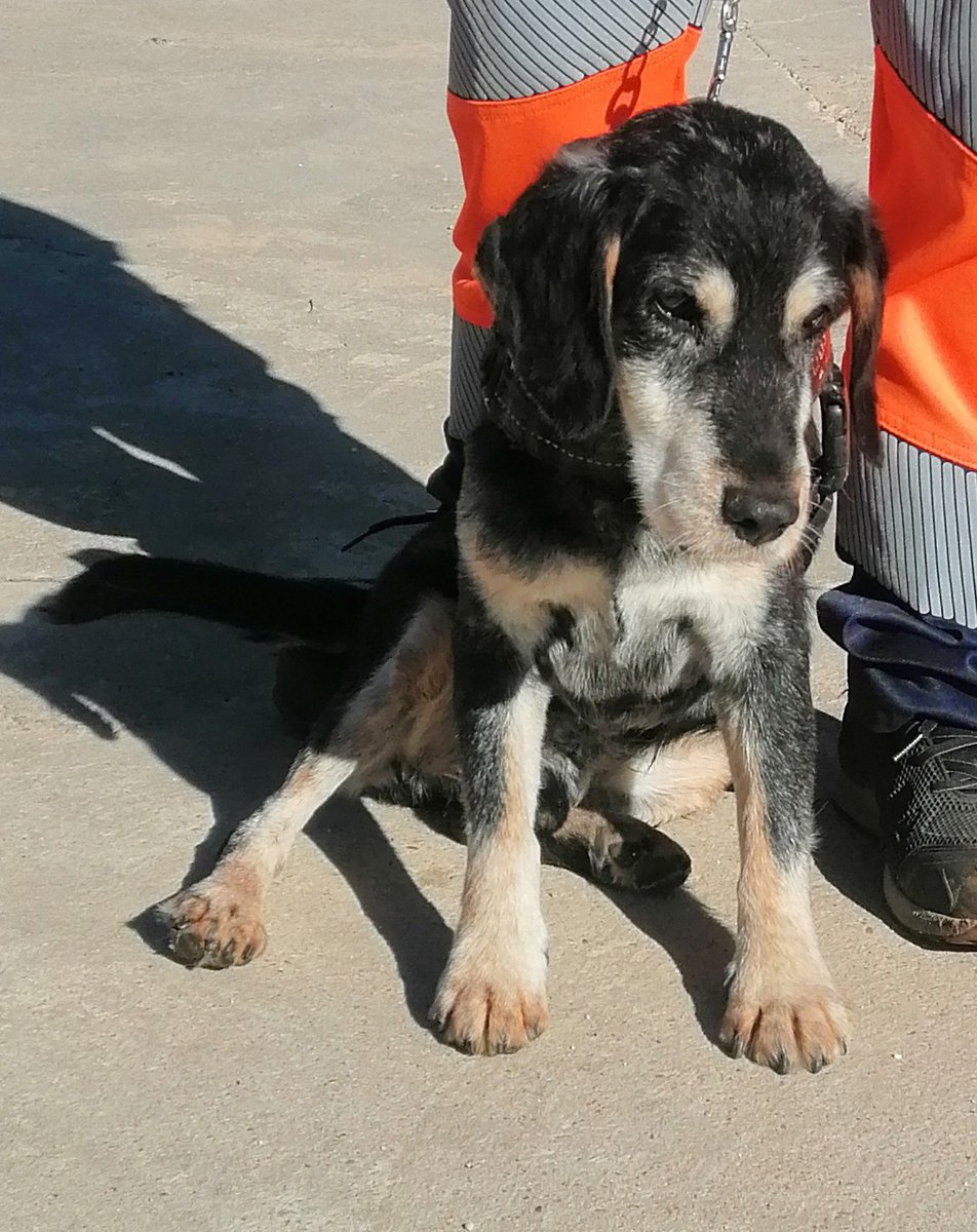 SosAbuelos1's tweet photo. #VALLADOLID
El 7 de diciembre, #RAS cumplirá 15 años y el pobre se encuentra entre rejas siendo tan mayor.

Es un abuelo bueno y sociable.

Vamos a ayudarle a encontrar un hogar, por favor.

Contacto: cmpa@ava.es https://t.co/5ApWGsWmdE