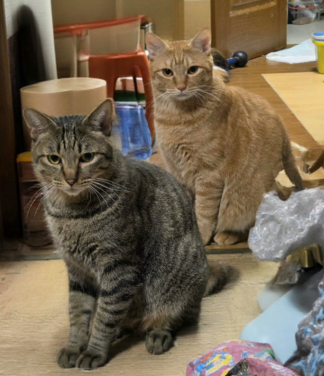dolphinkicks's tweet photo. 珍しくツーショット！ちゃとくん🐯りくくん🐈‍⬛ ͗🤭⁡
母宅⁡ムギくん🌾🌾と併せ3つ子兄弟！⁡
⁡⁡
⁡ #ちゃとくん  #りくくん  #ねこ  #ねこのいる生活  #猫
               https://t.co/BsELnusdtY https://t.co/Ip6JNkPDv4