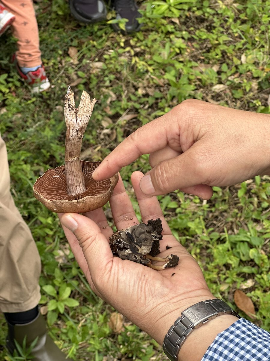 mimi_chinyu's tweet photo. 先日はきのこ観察会に参加しまして…母子共々とっても楽しくて、きのこ詳しくなりたいなーってますます思いました🍄 https://t.co/wHTmIV6eFd