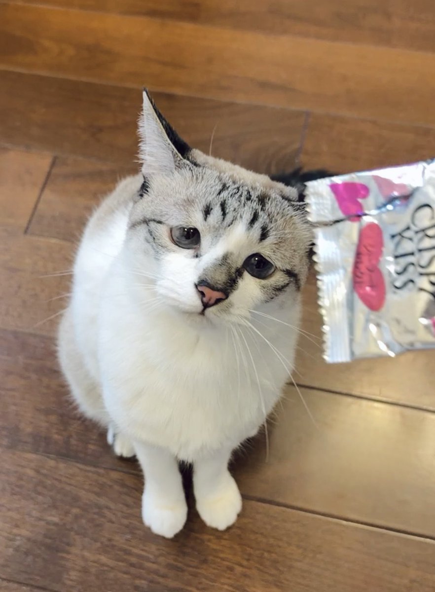 piennekomint's tweet photo. 今日のおやつはもうおしまいね！ https://t.co/9jVH77dM68