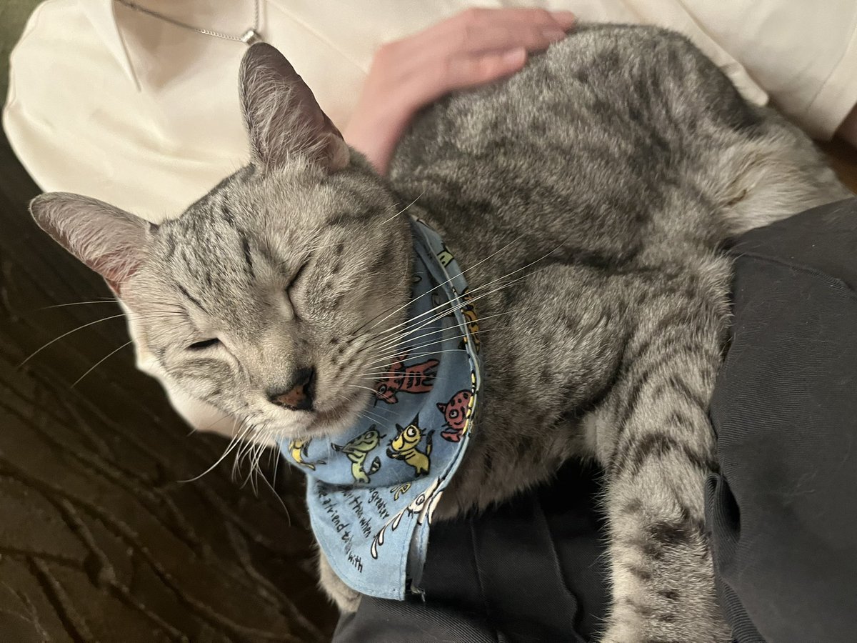 drky_sb's tweet photo. 猫カフェ！！
膝に乗って寝に来た猫可愛かった https://t.co/mAiwWc1Pxk