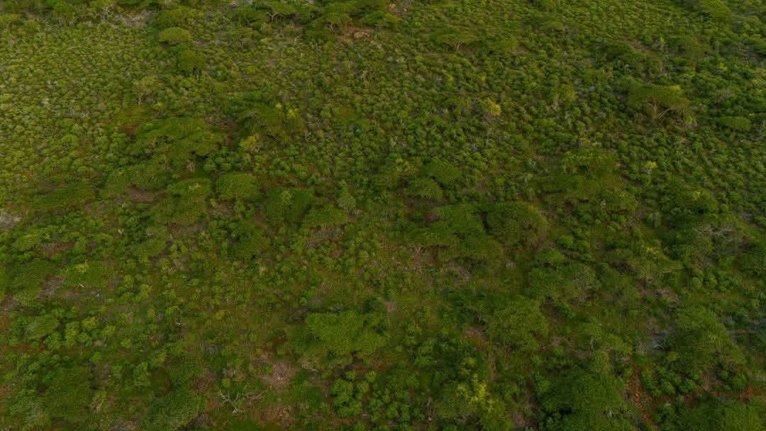 HaatufTv's tweet photo. SAWIRO | Jubbaland , Kismayo ilaa Raaskambooni, xeebaha Jubbaland waxa ku yaallaan Jasiirado qurux badan, keymo cagaaran iyo muuqaallo dabiici ah oo soo jiidasho leh. https://t.co/QoM7fH2bYA
