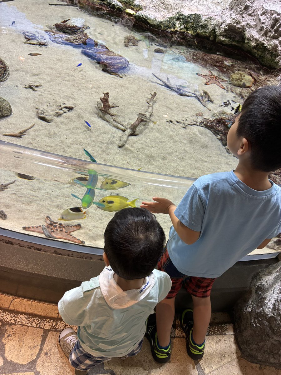 satomishizuka's tweet photo. 沖縄旅行の初日は美ら海水族館行ってきました！
ジンベイザメやイルカショーやたくさん魚を見れて満足です！
次男も歩けるようになったので長男と一緒に見てました🥰
昼はA &amp;Wバーガー🍔で夜は沖縄料理居酒屋！
もずくの天ぷら…めちゃ美味しい🤤 https://t.co/qLf5OBm98J