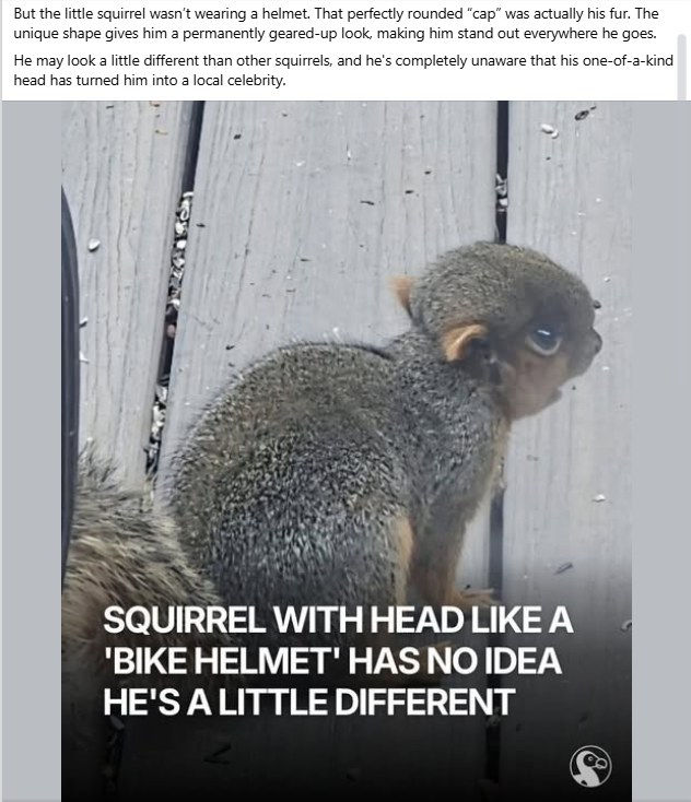 PetaISol's tweet photo. JIMOTHY TYPE NARRATIVE ACTUALLY GIGA

A squirrel in Idaho is going super viral for looking like he has a helmet on his head, he has become a LOCAL CELEBRITY in Idaho and news accounts are reporting on him

In the comments people are COMPARING HIM TO JIMOTHY!! He was named by the people as "Ein" named after Einstein because of his massive head - https://t.co/VHIvCg6Mqo.

Check the comments its insane everyone is saying he's "Jimothy's Cousin" + he is Jimothy 2.0 - https://t.co/ndt0usBRXD