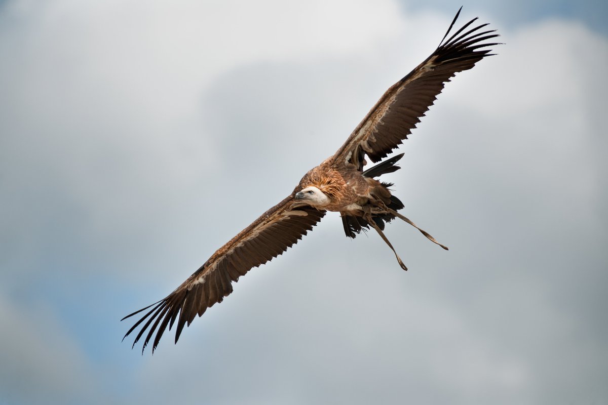 PCabarceno's tweet photo. 🍂🐘 ¡Empieza el #PuenteDelPilar!
Si vienes a Cabárceno 👀👇
🚡 Telecabina: 9:45-17:45h (últ. subida 17:15)
🦅 Rapaces: 12, 15:30 y 17:30h
🎥 Sala 360º: 13 y 16:15h
🦍 Gorilas: 10:30, 12, 14 y 16h
🐍 Reptilario: 9:30-18:45h
https://t.co/UCGhhH5kbz
#CabárcenoApetece https://t.co/nMO8Xhlt9A