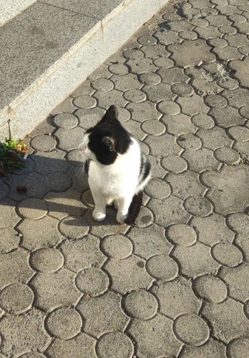 kittyzht's tweet photo. https://t.co/VEdmnbQKDK

вуличний красунчик🥰 на сьогодні було б добре корм теж https://t.co/T414ng96Ze