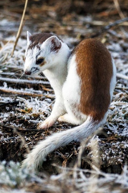 natural77384672's tweet photo. stoat in the middle of its seasonal coat change, transitioning between its brown summer fur and its white winter coat amidst frosty ground. https://t.co/4vFggpLIfO