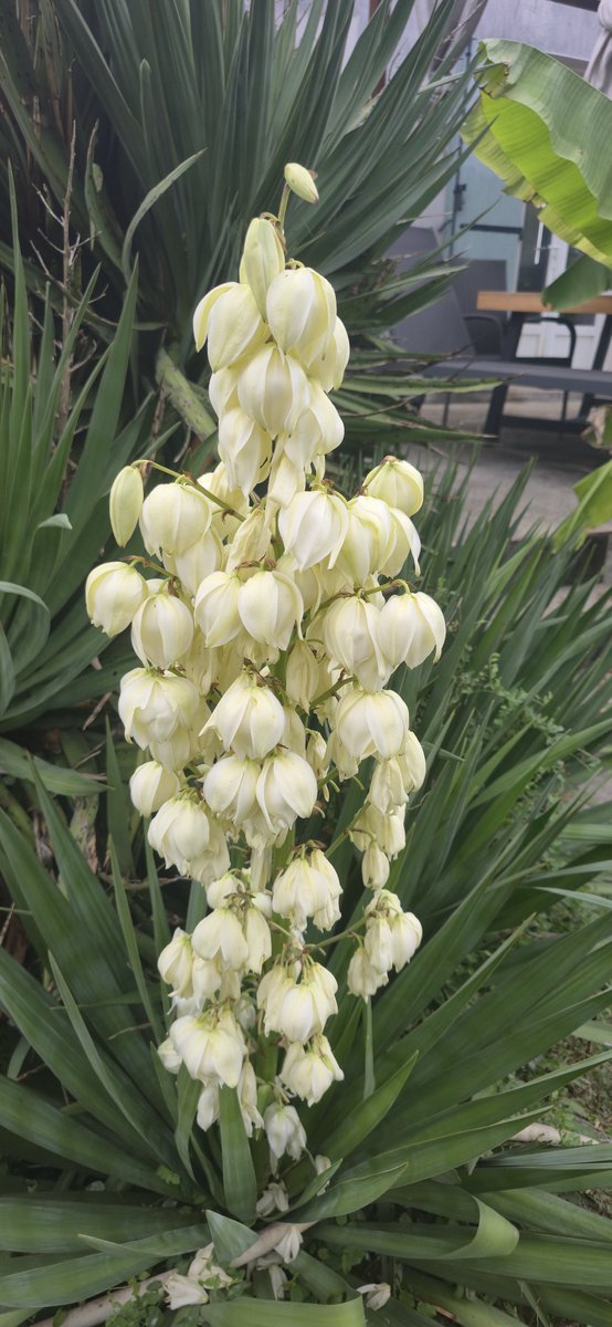 daily_pweak_ost's tweet photo. Yucca flower are here i found those really beautifull around this time of the year
https://t.co/34A3T8DRPO
#FlowersOnWednesday #photographie #GardenDay https://t.co/abLnUiCbDc