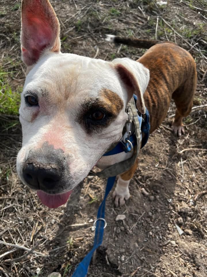 SosAbuelos1's tweet photo. #ALICANTE
#MAREA tiene 10 años. 
Se ha convertido en una perra que busca el contacto con la gente, adorable y súper cariñosa.

Sabe pasear con correa, va a lo suyo, sin hacer caso a los demás peludos.

¿Quieres darle un hogar?

Contacto: asokaorihuela@gmail.com https://t.co/o0BZIpPq9y