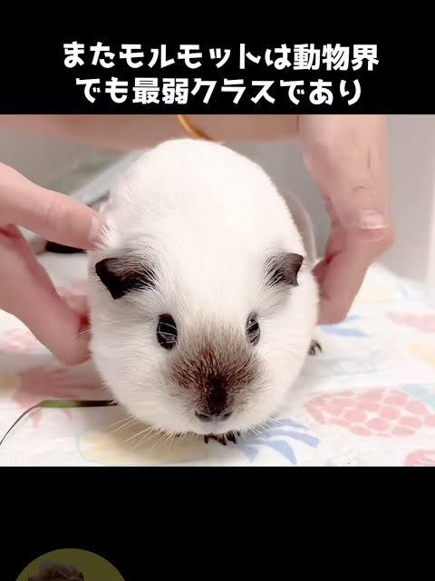 iam_anzuu's tweet photo. 本日21時から配信します🫶 よく似てると言われる動物貼っとくね、似てますか？？？ https://t.co/4WAaVXsXSk