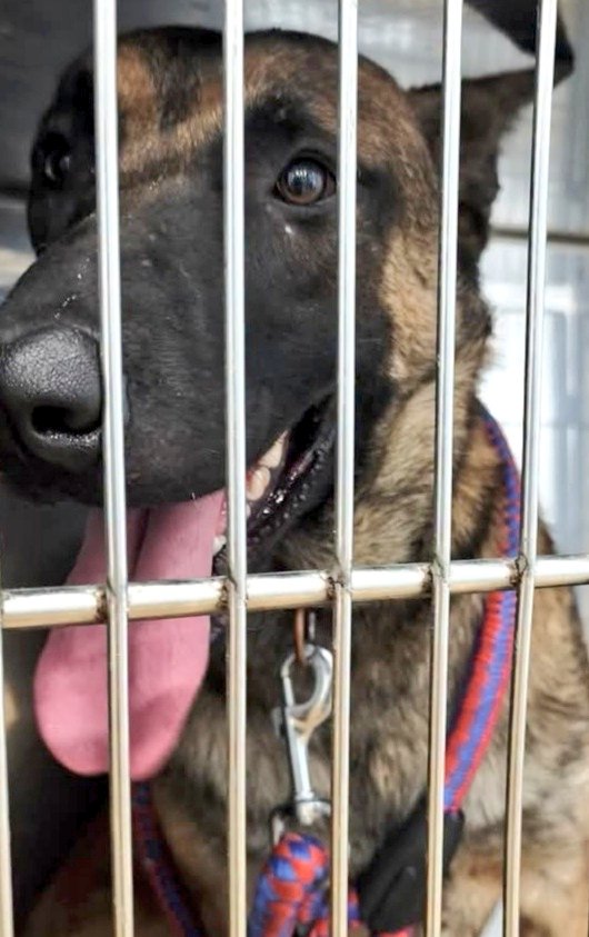 animalsmaresme's tweet photo. Gos trobat a #Tordera. No porta microxip, si saps d'algú que l'està cercant > 93 797 42 72 #xarxabarcelonatrobats #gràcies #maresme https://t.co/wy3N0ZpNz6