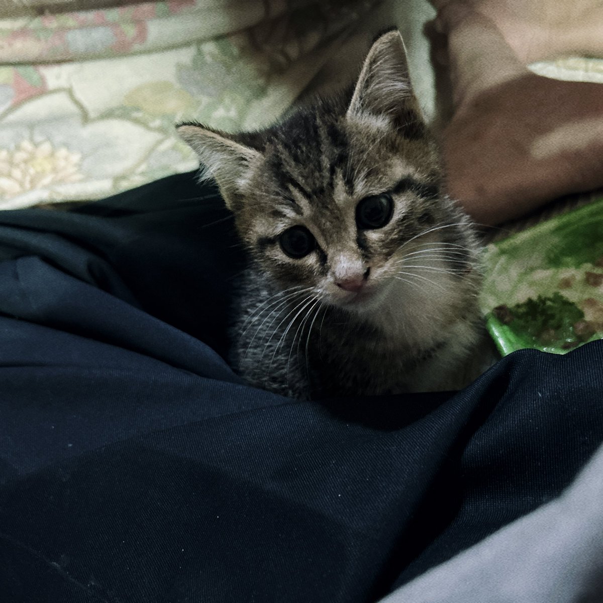 wUArAhc4452vwbg's tweet photo. 猫が来た
突然の出来事
県道のセンターに子猫が
うずくまっていた
このままでは引かれて死ぬ

子猫を抱いて自宅へ🏠
1.5ヶ月くらい
ただ飼えないんです
ワンコが吠えて止まない

誰か欲しい人いませんか？
愛護団体は電話わからず
問い合わせできない😢

里親探してます https://t.co/625C9ho0wp