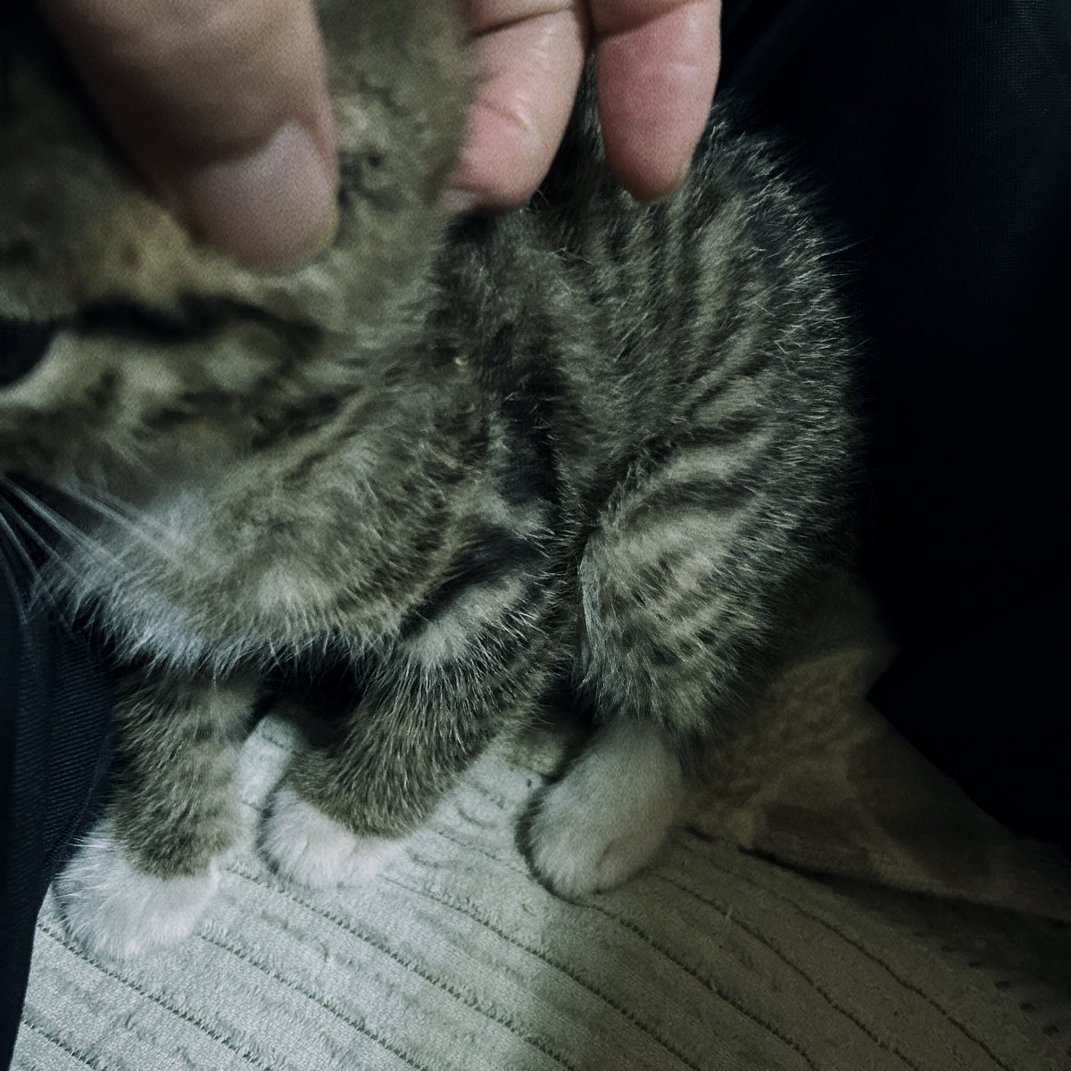 wUArAhc4452vwbg's tweet photo. 猫が来た
突然の出来事
県道のセンターに子猫が
うずくまっていた
このままでは引かれて死ぬ

子猫を抱いて自宅へ🏠
1.5ヶ月くらい
ただ飼えないんです
ワンコが吠えて止まない

誰か欲しい人いませんか？
愛護団体は電話わからず
問い合わせできない😢

里親探してます https://t.co/625C9ho0wp